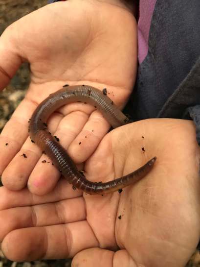 2020-03-18 earthworm