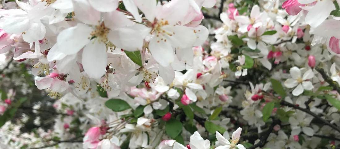 this is how we live flowers